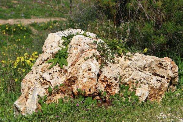 taşlar ve kabukları Akdeniz kıyısında yalan 