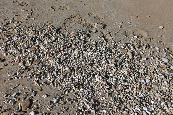 Камни Раковины Лежат Берегу Средиземного Моря — стоковое фото