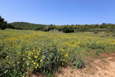 Kuzey İsrail'doğa ve çiçekler yakın çekim 