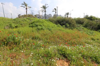 Kuzey İsrail'doğa ve çiçekler yakın çekim 