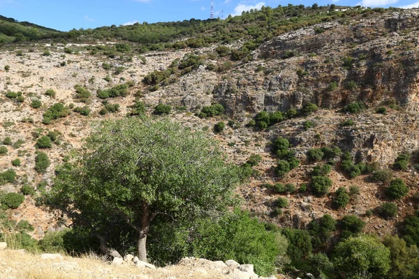 Kuzey Srail Doğa Çiçekler Yakın Çekim — Stok fotoğraf