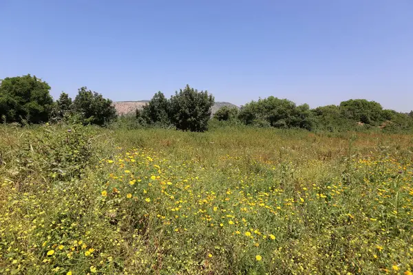 Naturaleza Flores Primer Plano Norte Israel — Foto de Stock