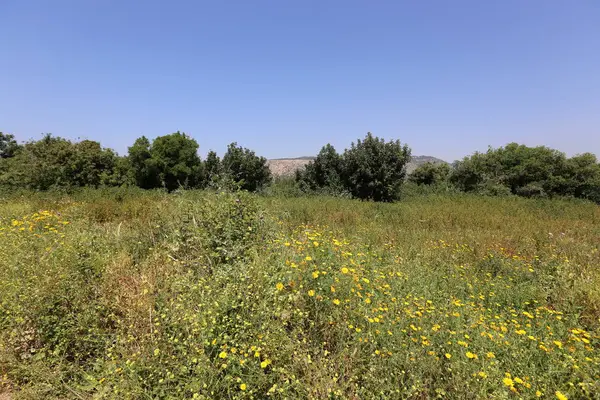 Naturaleza Flores Primer Plano Norte Israel — Foto de Stock