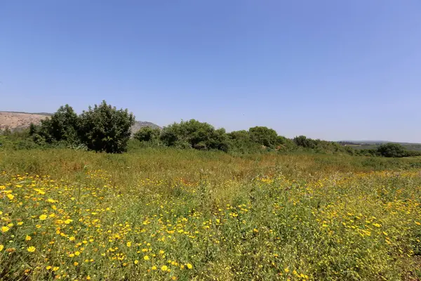Naturaleza Flores Primer Plano Norte Israel — Foto de Stock