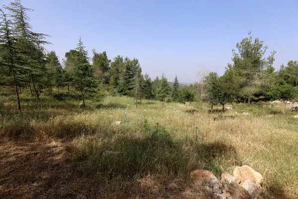 Naturaleza Flores Primer Plano Norte Israel —  Fotos de Stock