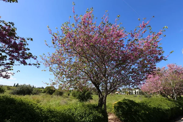 以色列北部的自然与花卉特写 — 图库照片