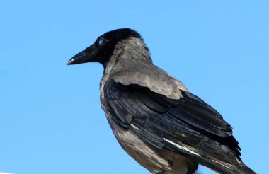 karga Akdeniz'in deniz kıyısında oturur 