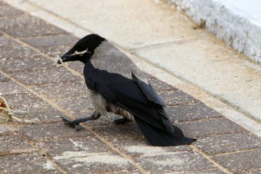 karga Akdeniz'in deniz kıyısında oturur 