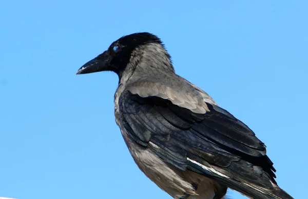 Crow Ligt Aan Kust Van Middellandse Zee — Stockfoto