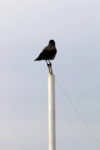 Crow Sits Seashore Mediterranean Sea — Stock Photo, Image