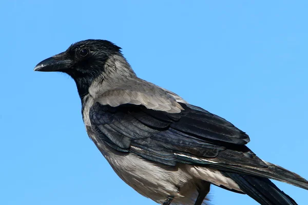 Crow Ligt Aan Kust Van Middellandse Zee — Stockfoto