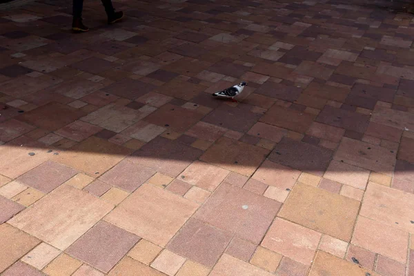 Calçada Uma Pedra Madeira Asfalto Pedestre Localizado Lado Nas Laterais — Fotografia de Stock