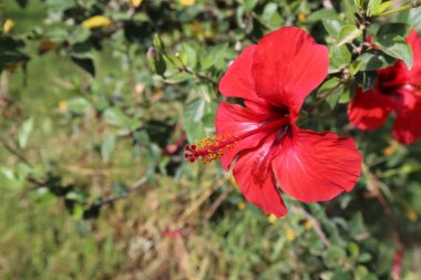 Doğa ve Kuzey İsrail closeup çiçeklenir 