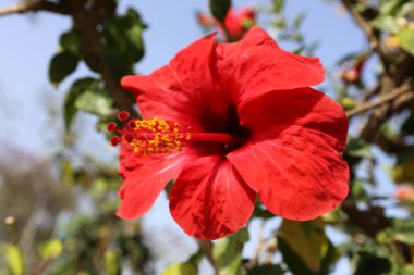 Doğa ve Kuzey İsrail closeup çiçeklenir 