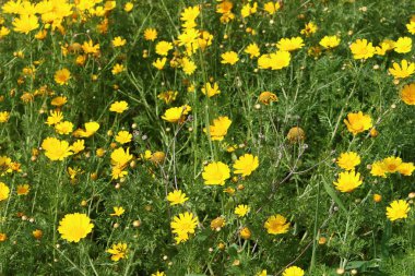 Doğa ve Kuzey İsrail closeup çiçeklenir 