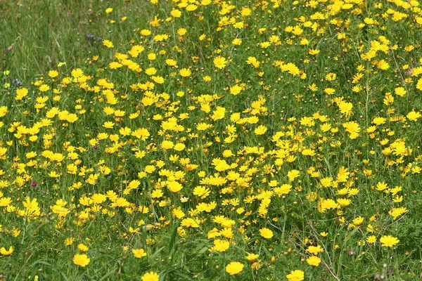 Naturen Och Blommor Norra Israel Närbild — Stockfoto