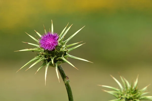 Příroda Květiny Severním Izraeli Closeup — Stock fotografie