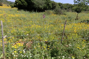 Çit - geçiş için yangın dolapları ve gates geçiş için başka bir bölgede, bir çit korumak için hizmet yapmak. 