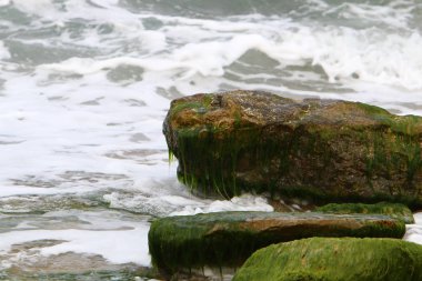 İsrail 'in kuzeyindeki Akdeniz kıyısında. 