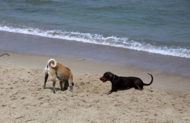 bir köpek Akdeniz sahilinde bir yolda 