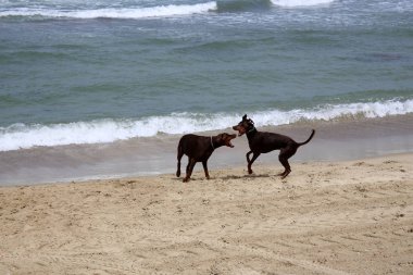 bir köpek Akdeniz sahilinde bir yolda 