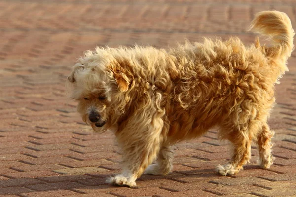 Hund Promenad Medelhavskusten — Stockfoto