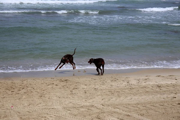 Seekor Anjing Berjalan Jalan Pantai Mediterania — Stok Foto