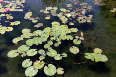 Nilüfer lake parkta yetişen 