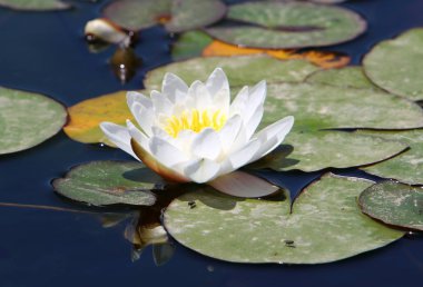 Nilüfer lake parkta yetişen 