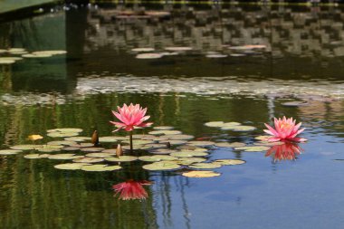 Nilüfer lake parkta yetişen 
