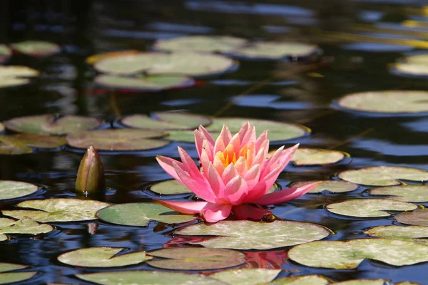 Nenúfar Crece Lago Parque — Foto de Stock