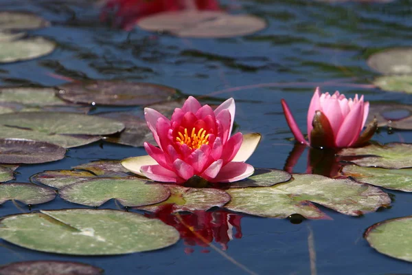 Seerose Wächst Auf Dem See Park — Stockfoto