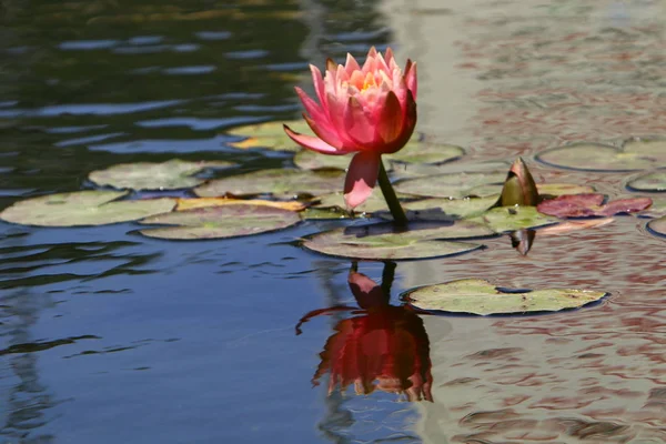 Water Lily Grows Lake Park — Stock Photo, Image