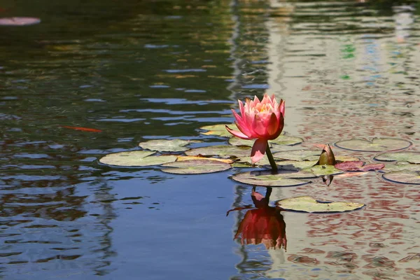 Ninfee Cresce Sul Lago Nel Parco — Foto Stock