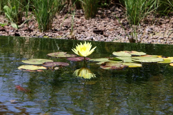 Nénuphar Pousse Sur Lac Dans Parc — Photo