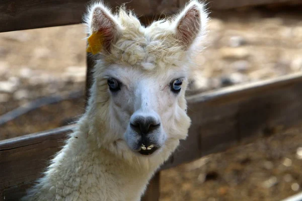 Alpaki Cloven Hoofed Animal Lives Farm Negev Desert South Israel — Stock Photo, Image