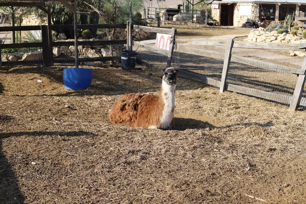 Alpaki Egy Hasított Körmű Állat Egy Gazdaságban Negev Sivatagban Dél — Stock Fotó