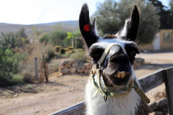 Alpaki Animal Pezuña Hendida Vive Una Granja Desierto Del Negev —  Fotos de Stock