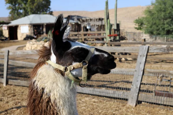 Alpaki Animale Zoccolo Garofano Vive Una Fattoria Nel Deserto Del — Foto Stock