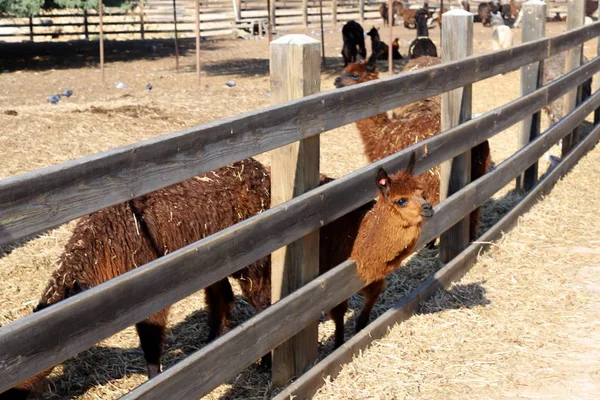 Alpaki Egy Hasított Körmű Állat Egy Gazdaságban Negev Sivatagban Dél — Stock Fotó