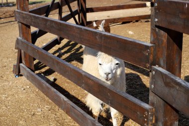 Alpaki - yarık toynaklı bir hayvan İsrail 'in güneyindeki Negev çölünde bir çiftlikte yaşıyor. 