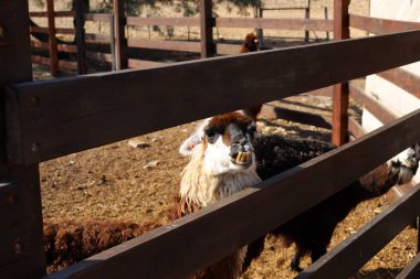 Alpaki - yarık toynaklı bir hayvan İsrail 'in güneyindeki Negev çölünde bir çiftlikte yaşıyor. 