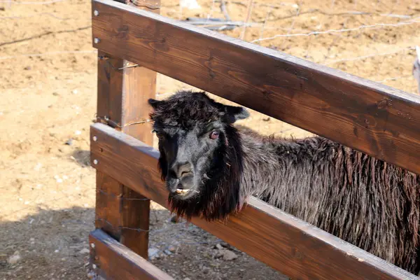 Alpaki Ein Mit Zehen Gefüttertes Tier Lebt Auf Einem Bauernhof — Stockfoto