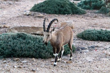 Vahşi ve sakallı keçiler İsrail 'in güneyindeki Negev çölünde Ramon kraterinde yaşar. 