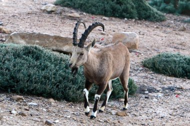 Vahşi ve sakallı keçiler İsrail 'in güneyindeki Negev çölünde Ramon kraterinde yaşar. 