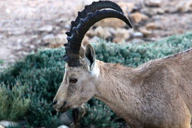 Vahşi ve sakallı keçiler İsrail 'in güneyindeki Negev çölünde Ramon kraterinde yaşar. 
