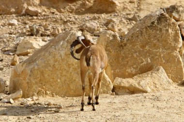 Vahşi ve sakallı keçiler İsrail 'in güneyindeki Negev çölünde Ramon kraterinde yaşar. 
