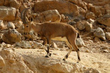 Vahşi ve sakallı keçiler İsrail 'in güneyindeki Negev çölünde Ramon kraterinde yaşar. 