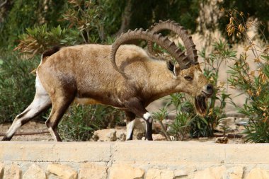 Vahşi ve sakallı keçiler İsrail 'in güneyindeki Negev çölünde Ramon kraterinde yaşar. 