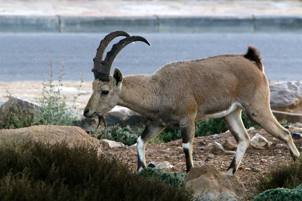Dzikie Brodate Kozy Żyją Kraterze Ramon Pustyni Negev Południowym Izraelu — Zdjęcie stockowe